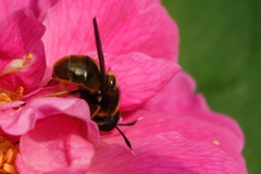 Callicera