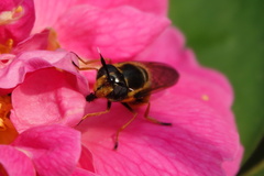 Callicera