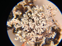 Stereocaulon spathuliferum