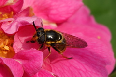 Callicera