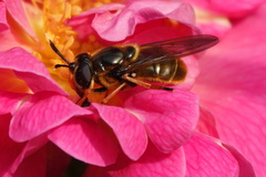 Callicera