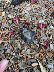 Parastrellus hesperus