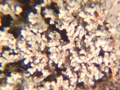 Stereocaulon spathuliferum