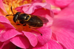 Callicera