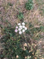 Seseli montanum