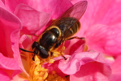 Callicera