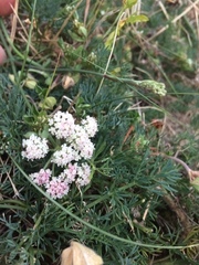 Seseli montanum