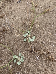 Eriogonum baileyi baileyi