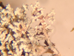 Stereocaulon spathuliferum