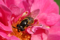 Callicera