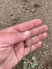 Eriogonum baileyi baileyi