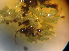 Stereocaulon spathuliferum