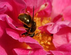 Callicera