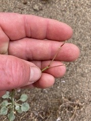 Eriogonum baileyi baileyi