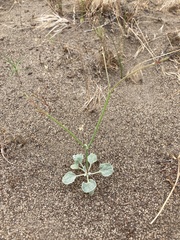Eriogonum baileyi baileyi
