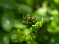 Packera pseudaurea