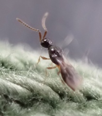 Conostigmus