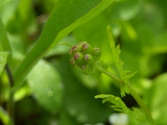 Packera pseudaurea