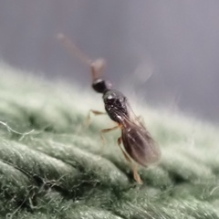 Conostigmus