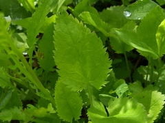 Packera pseudaurea