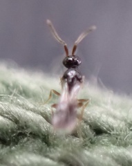 Conostigmus