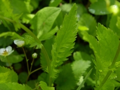 Packera pseudaurea