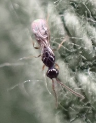 Conostigmus