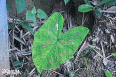 Caladium clavatum