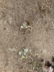 Eriogonum baileyi baileyi