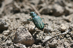 Cicindela depressula depressula