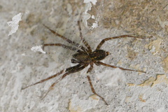 Tegenaria ferruginea