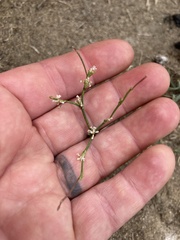 Eriogonum baileyi baileyi
