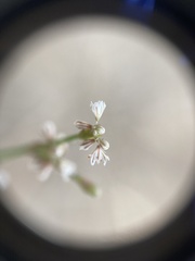 Eriogonum baileyi baileyi