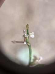 Eriogonum baileyi baileyi