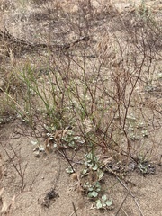 Eriogonum baileyi baileyi