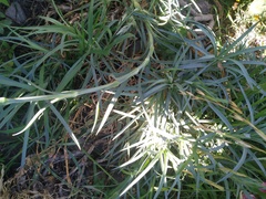 Dianthus caryophyllus