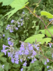 Nepeta × faassenii