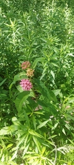 Asclepias purpurascens