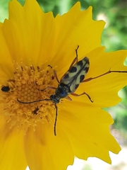 Typocerus octonotatus