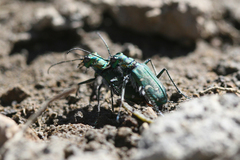 Cicindela depressula depressula