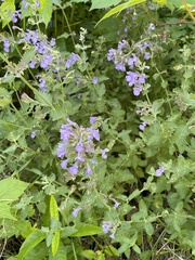 Nepeta × faassenii