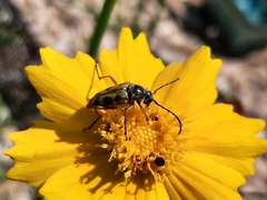 Typocerus octonotatus