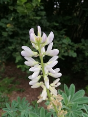 Lupinus albus