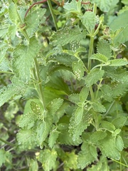 Nepeta × faassenii
