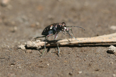 Cicindela oregona oregona