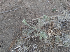 Oreocarya suffruticosa