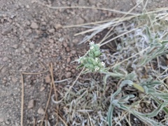Oreocarya suffruticosa