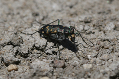 Cicindela haemorrhagica