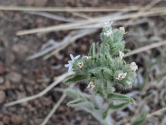 Oreocarya suffruticosa
