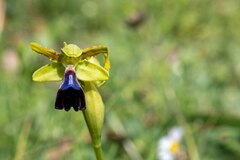 Ophrys atlantica